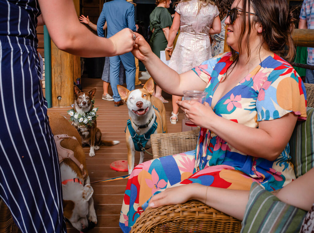 Dogs at a wedding sitting waiting for guests to drop food at cocktail hour